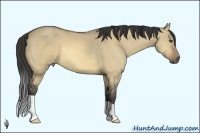 Horse Color:Buckskin Dun 