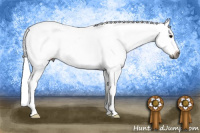 Horse Color:Gray White Spotted Buckskin Frame Appaloosa 