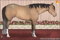 Horse Color:Amber Champagne