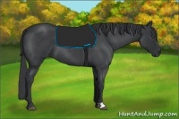 Horse Color:Blue Roan 