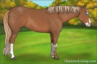 Horse Color:Chestnut Splash Frame