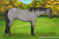 Horse Color:Grullo Roan 