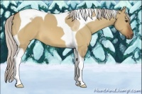 Horse Color:Silver Bay Dun Tobiano