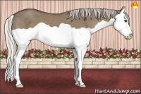 Horse Color:Silver Grullo Splash