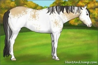 Horse Color:White Spotted Buckskin Dun 