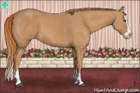 Horse Color:Chestnut Sabino Splash 