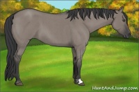 Horse Color:Grullo Roan 