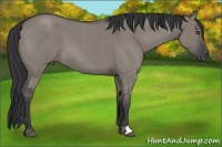 Horse Color:Grullo Roan 