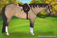 Horse Color:Buckskin Dun 