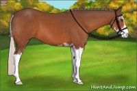 Horse Color:Silver Bay Sabino 