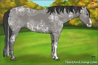 Horse Color:White Spotted Grullo Ice Sabino Splash 