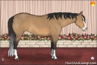 Horse Color:Bay Dun Sabino Splash 