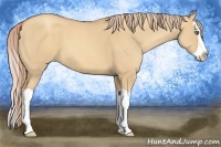 Horse Color:Gold Champagne Dun Splash 
