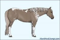 Horse Color:White Spotted Silver Grullo Tobiano 