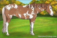 Horse Color:White Spotted Chestnut Splash 