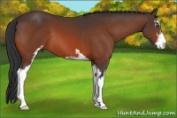 Horse Color:Bay Sabino