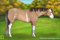Horse Color:White Spotted Amber Champagne Splash 
