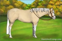 Horse Color:Silver Amber Cream Champagne Roan Splash