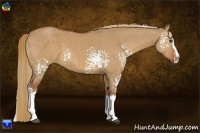 Horse Color:White Spotted Red Dun Splash 