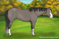 Horse Color:Grullo Splash 
