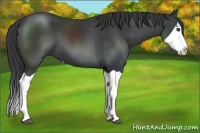 Horse Color:Black Splash
