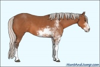 Horse Color:Silver Bay Sabino 