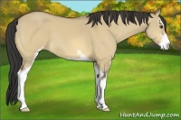 Horse Color:Buckskin Dun Sabino 