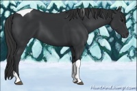 Horse Color:Black Tobiano