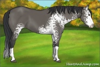 Horse Color:White Spotted Grullo Splash 