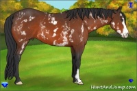 Horse Color:White Spotted Bay Frame