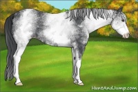 Horse Color:White Spotted Blue Roan 