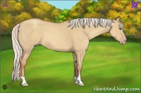 Horse Color:Silver Classic Champagne Dun 