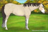 Horse Color:Amber Cream Champagne Roan Dun Splash 
