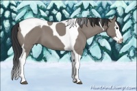 Horse Color:Grullo Roan Splash Tobiano