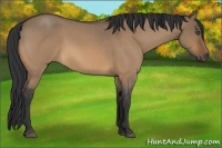 Horse Color:Bay Roan Dun 