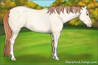 Horse Color:Amber Cream Champagne Pearl Dun 