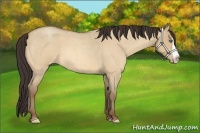 Horse Color:Amber Champagne Roan Dun Splash 