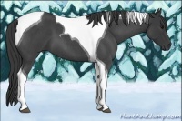 Horse Color:Blue Roan Tobiano