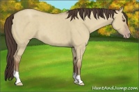 Horse Color:Classic Champagne Roan Dun 