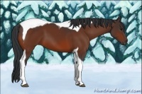 Horse Color:Bay Tobiano 
