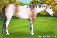 Horse Color:White Spotted Bay 