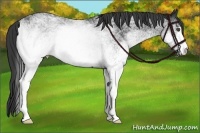 Horse Color:White Spotted Black 