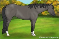 Horse Color:Grullo 
