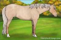 Horse Color:Silver Amber Champagne Roan 