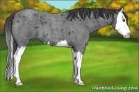 Horse Color:Smoky Blue Roan Splash 