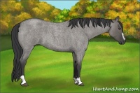 Horse Color:Grullo Roan Sabino 