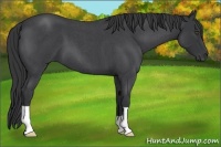 Horse Color:Blue Roan