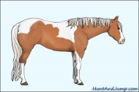 Horse Color:Silver Bay Splash Tobiano 