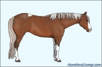 Horse Color:Silver Bay Splash Tobiano 