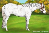 Horse Color:Chestnut Sabino